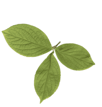 生産へのこだわり 広葉樹合板株式会社 あなたの生活のすぐそばに