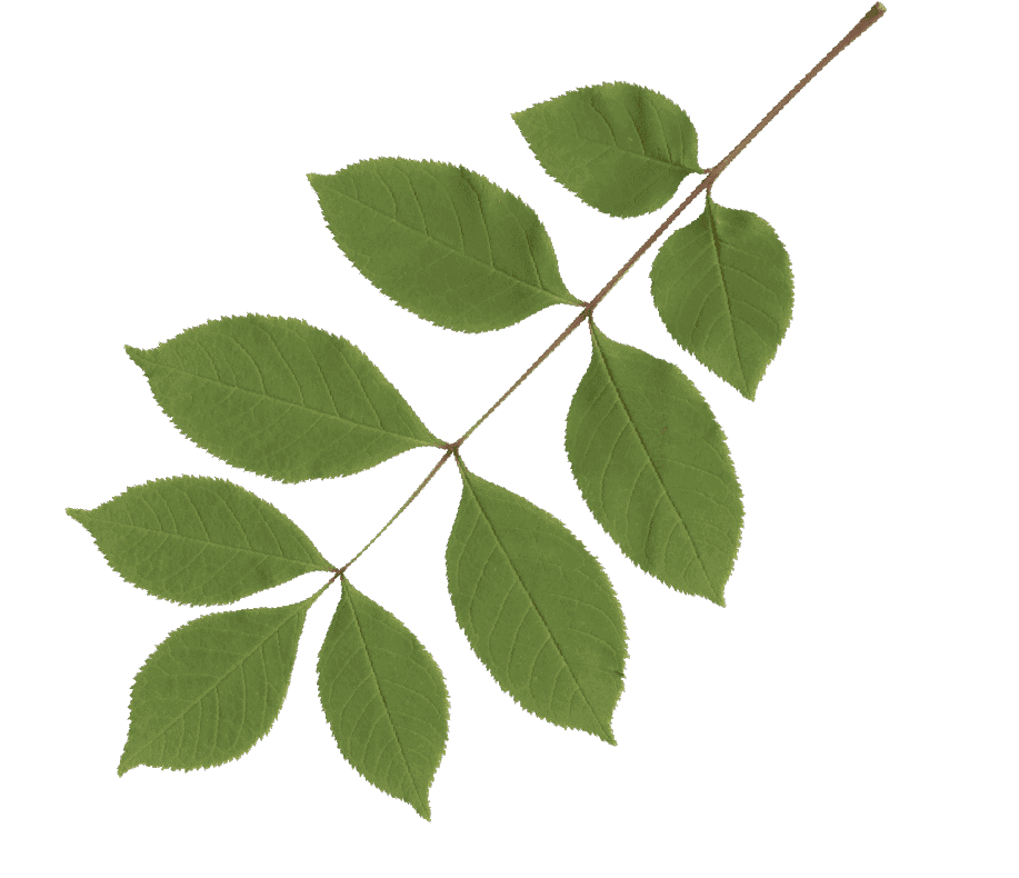 生産へのこだわり 広葉樹合板株式会社 あなたの生活のすぐそばに